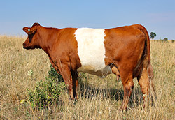 Dip Zone, prime Buelingo mother cow at Dickinson Cattle Co, near Fairview, Ohio