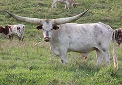 Fancy Watusi Steer