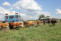 Tour Buses in Pasture with Longhorns