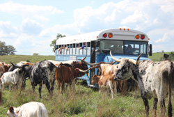 Tour Bus in Pasture with Longhorn Herd