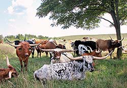 Herd of Contented Longhorn Cows Under a Tree