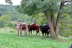 Watusi Cows under Black Locust Tree