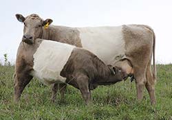 Grullo BueLingo Pair
