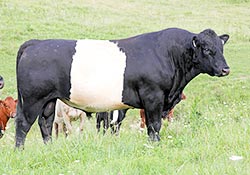 Buelingo Herd Sire - Dickinson Cattle Co - Barnesville Ohio