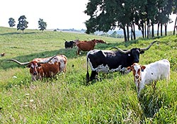 Texas Longhorn Herd Grazing on the Hillsides of Dickinson Cattle Co in Barnesville Ohio