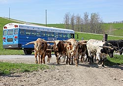 Bulls being moved into bull pasture by tour bus.