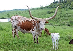 Watusi Cow, High Dingo with her 2014 baby calf on Belmont County Ohio Pasurelands.