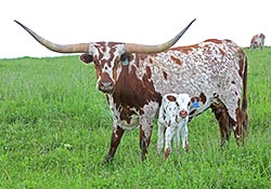 Longhorn Cow, Tempting Trophy with her 2014 baby calf on Belmont County Ohio Pasurelands.
