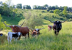 Happy Texas Longhorns on the hillsides in Belmont County Ohio, near Barnesville.