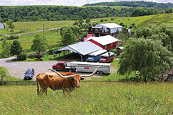 Texas Longhorn Steer named Sequoia Man on Hillside in front of Dickinson Cattle Co Headquarters near Barnesville, Ohio.