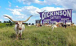 Texas Longhorn Cow standing by Longhorn Billboard near Barnesville Ohio.