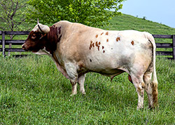 Texas Longhorn Bull, Clear Win near Barnesville Ohio at Dickinson Cattle Company.