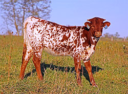 Longhorn baby calf from Boom Ho - Near Barnesville Ohio