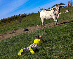 Boy in yellow shirt laying on the ground photographing a Texas Longhorn Cow near Barnesville, Ohio.