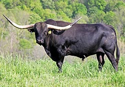 Longhorn Bull - Jet Black Chex