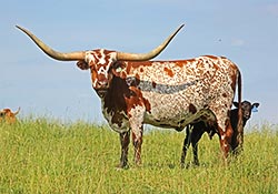 Longhorn Cow with Calf - Tempters Trophy.