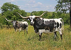 Two Texas Longhorn Cows happily grazing on the hillsides of Dickinson Cattle Co in Barnesville Ohio