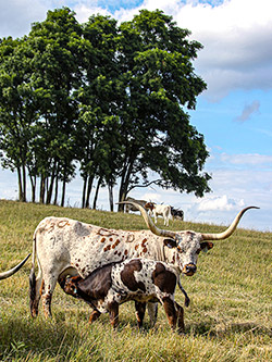 Texas Longhorn Cow named Shy Jube with her baby bull calf near Barnesville Ohio.