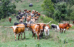 Herd of Texas Longhorn Cows being moved to fresher pastures with ATV's. Taken Near Barnesville, Ohio.