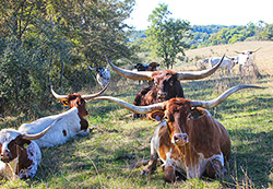 Group of Texas Longhorn Cows happily resting on a nice summer evening near Barnesville Ohio.