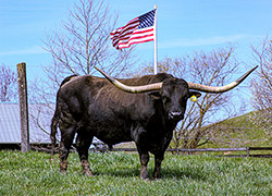 Texas Longhorn Bull named Jet Black Chex standing under American Flag near Barnesville, Ohio.