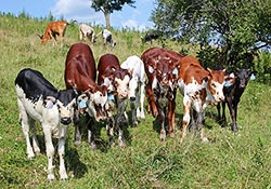 This ornery crew of Watusi baby calves are plotting their next adventure. This photo was taken at Dickinson Cattle Co, near Barnesville Ohio, USA in July of 2017