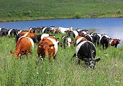 Buelingo Herd happily grazing the pastures at Dickinson Cattle Co near Barnesville Ohio