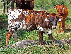 Brindle Texas Longhorn baby calf. Near Barnesville Ohio