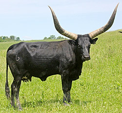 Black Watusi Cow named Billi Mambo in May 2018 on the hills at Dickinson Cattle Company near Barnesville, Ohio