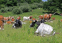 Group of Texas Longhorn trophy cows relaxing on a nice June day at Dickinson Cattle Co near Barnesville, Ohio.