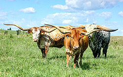 Herd of Texas Longhorn Cows standing in field near Barnesville Ohio.