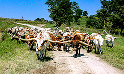 Herd of Texas Longhorn Cows being moved to fresher pastures with ATV's. Taken Near Barnesville, Ohio.