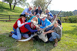 Texas Longhorn Enthusiasts holding down a steer near Barnesville, Ohio.