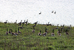 Canada Geeze Canadian Honkers by the pond on Dickinson Cattle Co near Barnesville, Ohio.