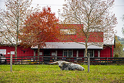 Texas Longhorn Bull, Flair Galore, resting in front of the Longhorn Head To Tail Store near Barnesville, OH.