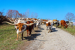 Herd of Texas Longhorn Cows being moved to fresher pastures. Taken at Dickinson Cattle Co, near Hendrysburg Ohio.