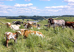 Group of Texas Longhorn Cows lounging in fertile pasture on a bright summer day near Hendrysburg, Ohio.