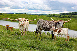 Texas Longhorn cow Silent Iron with her pasture buddy Annex Switch with bull calf by Time Line. They are hanging out by cool pond waters on Dickinson Cattle Co. near Vinegar Valley, Ohio.