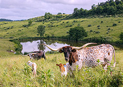 Texas Longhorn cow Iron Queen with her baby calf by Cut'n Dried. Hanging out on the hill above the Amarillo lake on Dickinson Cattle Company, near Barnesville, Ohio.