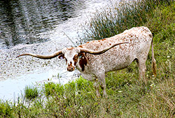 Texas Longhorn Cow named Silent Iron by the pond - near Barnesville Ohio at Dickinson Cattle co.