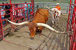 Longhorn Steer Noah and cow Silent Iron going through a Joe Chute at Dickinson Cattle co. - Near Barnesville, Ohio.