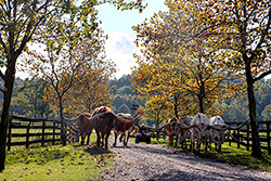 Texas Longhorn Trophy Steers being moved by ATV down the tree lined driveway at Dickinson Cattle Co. - Near Barnesvill, OH.