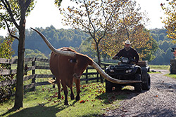 Texas Longhorn Trophy Steer Noah being moved by ATV down the tree lined driveway at Dickinson Cattle Co. - Near Barnesvill, OH.