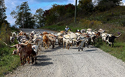 Herd of Texas Longhorn Cows being moved to fresher pastures with ATV's. Taken Near Fairview, Ohio on Dickinson Cattle Co.