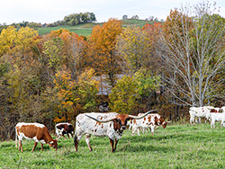 Texas Longhorn Herd featuring Kookachex on a hillside near Vinegar Valley, Ohio at Dickinson Cattle Co.