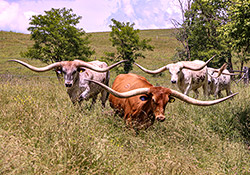 Texas Longhorn Trophy Steers featuring Noah and Shot Jubal Dickinson Cattle Co. - Near Barnesvill, OH.