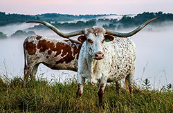 Texas Longhorn Cows featuring Chosen Toss on Ohio Hilside with valley full of fog at Dickinson Cattle Company near Hendrysburg, Ohio.