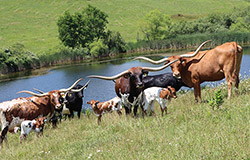Herd of Texas Longhorn Cows standing in pond near Barnesville Ohio. Dickinson Cattle Co.