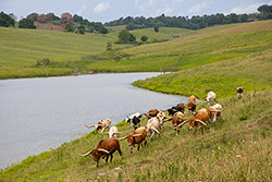 Group of Trophy Texas Longhorn Steers by pond near Barnesville Ohio.