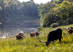 Longhorn herd near Fairview, Ohio. Happily grazing near the fishing pond.